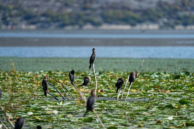 1-hour Kayak Adventure through Skadar Lake from Virpazar - Practical timing and cancellation advice
