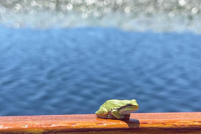 2 Hour Group Boat Trip in Skadar Lake - Setting out from Virpazar through the narrow channel