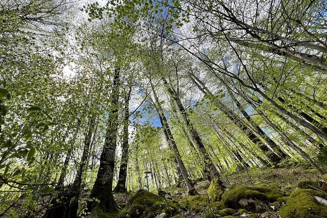 Biogradska Gora National Park Tour with Optional Add-Ons - Moraca Monastery, a quiet cultural pause