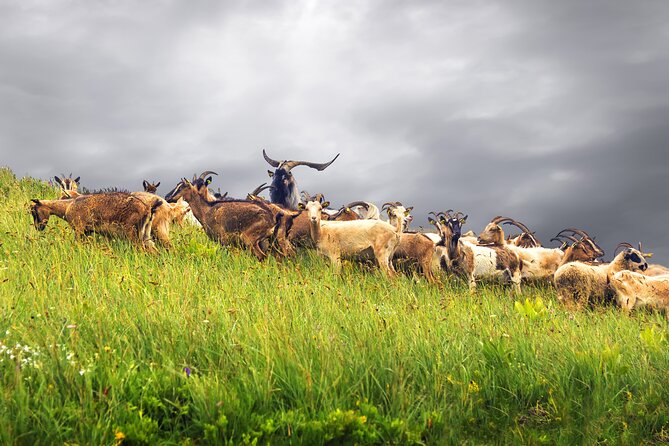 Durmitor National Park hiking tour - easy to moderate - The guide is part of the value