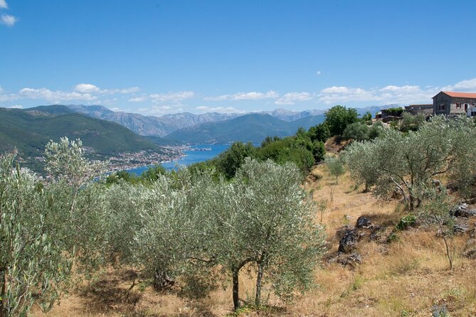 Olive oil farm to fork experience & short walking tour of Kotor - Key points before you book