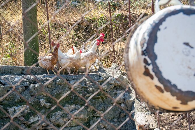 Olive oil farm to fork experience & short walking tour of Kotor - What the five-hour schedule means
