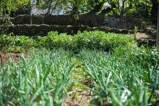 Olive oil farm to fork experience & short walking tour of Kotor - Who will enjoy this experience most