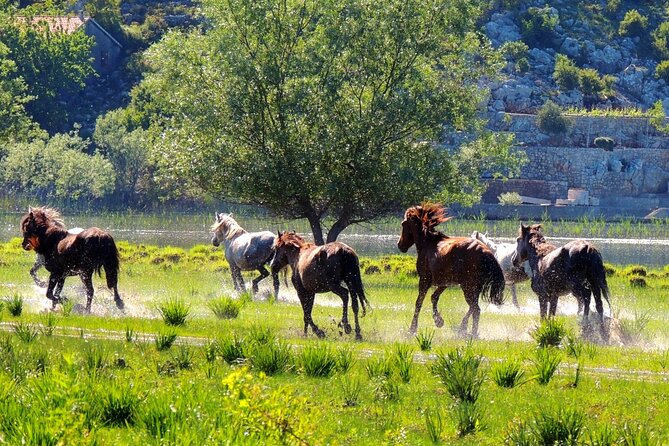 Podgorica Historic, Safari and Winery tour - Skadar lake and River Crnojevica - Macalov Brijeg and the taste of local hospitality