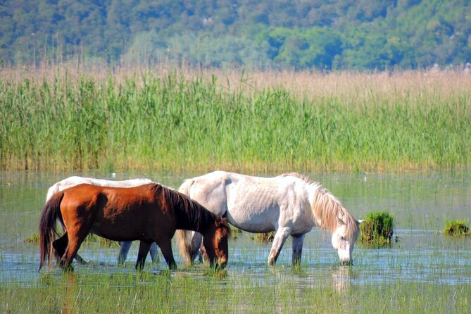 Podgorica Historic, Safari and Winery tour - Skadar lake and River Crnojevica - Pavlova Strana viewpoint
