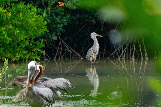 Skadar Lake National Park: Birdwatching & Photography Tour - What the $44.26 price gives you