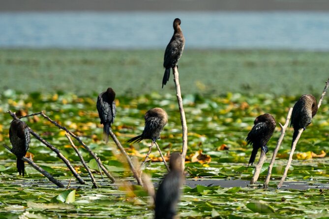 Skadar Lake National Park: Birdwatching & Photography Tour - A small boat is better for this type of outing