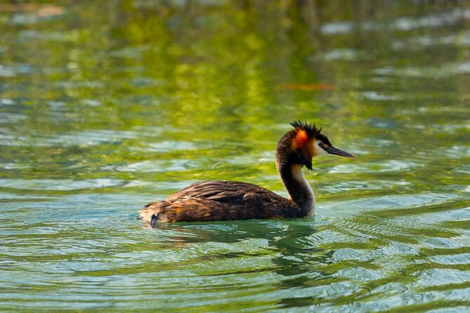 Skadar Lake National Park: Birdwatching & Photography Tour - Safety, weather, and basic comfort