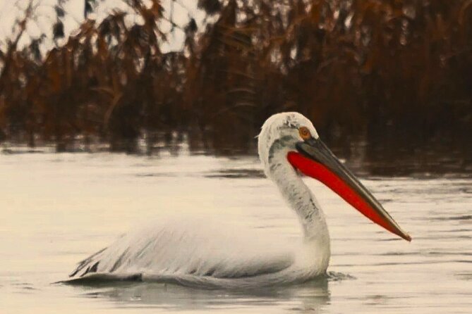 Skadar Lake National Park: Birdwatching & Photography Tour - Starting in Virpazar, the gateway to the park