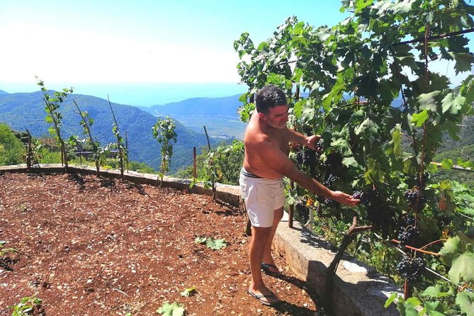 Unique gastro experience with locals in high hills above Budva! - Food, Drink, and Practical Comfort