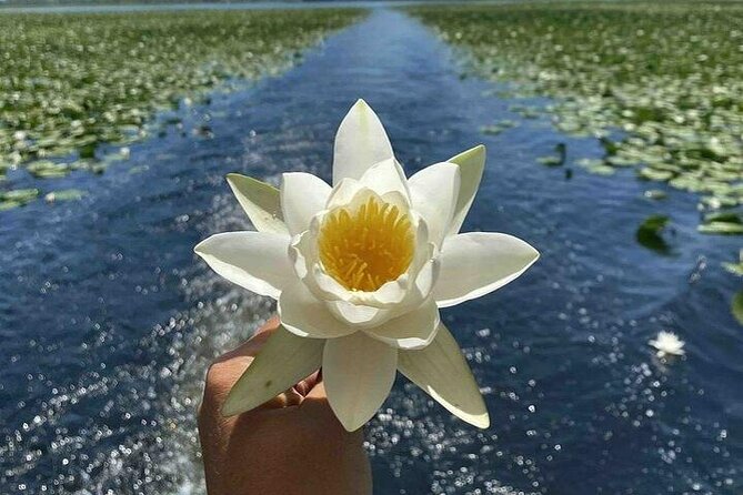 Virpazar Skadar Lake National Park Guided Boat Tour - Kamenik, reed canals, and the quiet side of Skadar Lake
